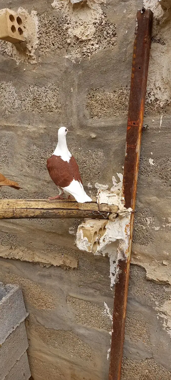 دوکت پلاکی|پرنده|بهبهان, |دیوار