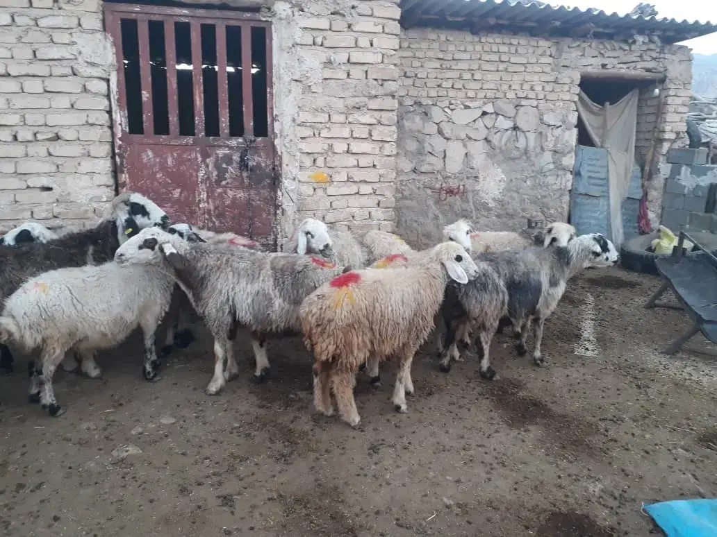 میش داشتی|حیوانات مزرعه|فیروزآباد (فارس), |دیوار