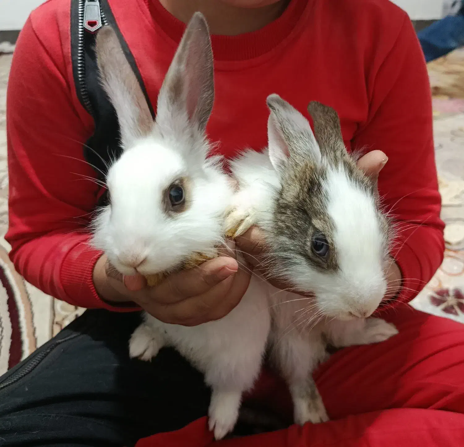 2خرگوش|موش و خرگوش|خرمآباد, |دیوار