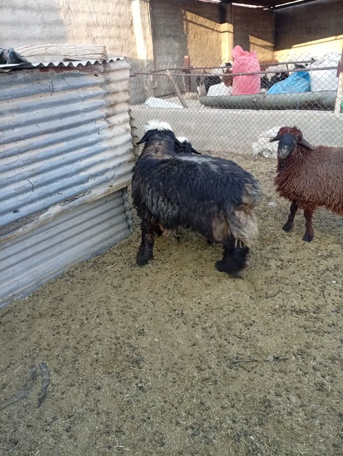 بره قوچی|حیوانات مزرعه|طسوج, |دیوار