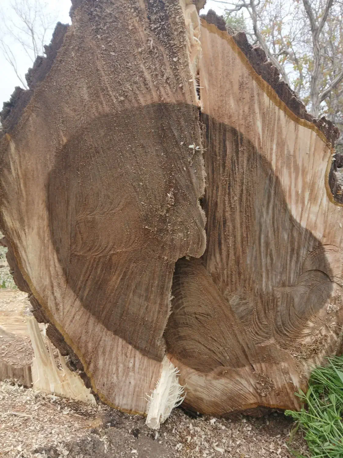 چوب و درخت|خدمات باغبانی و درختکاری|همدان, |دیوار