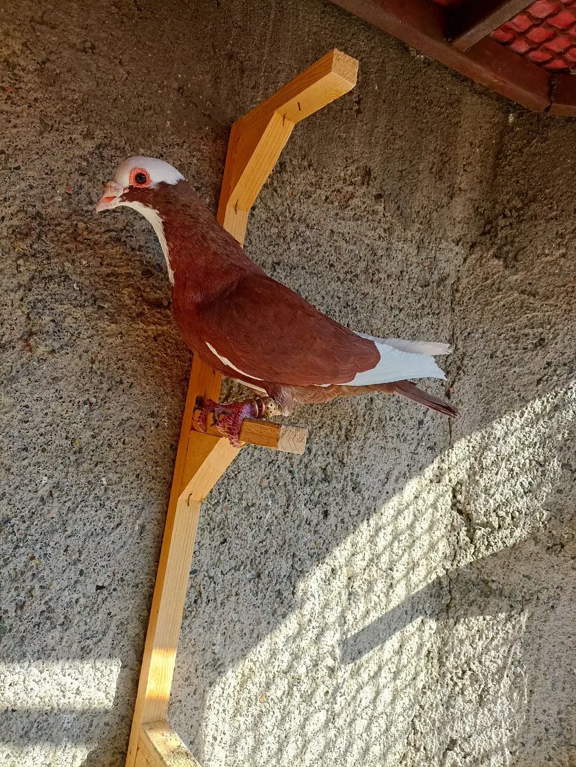 کبوترعطیقه|پرنده|مشهد, هفده شهریور|دیوار