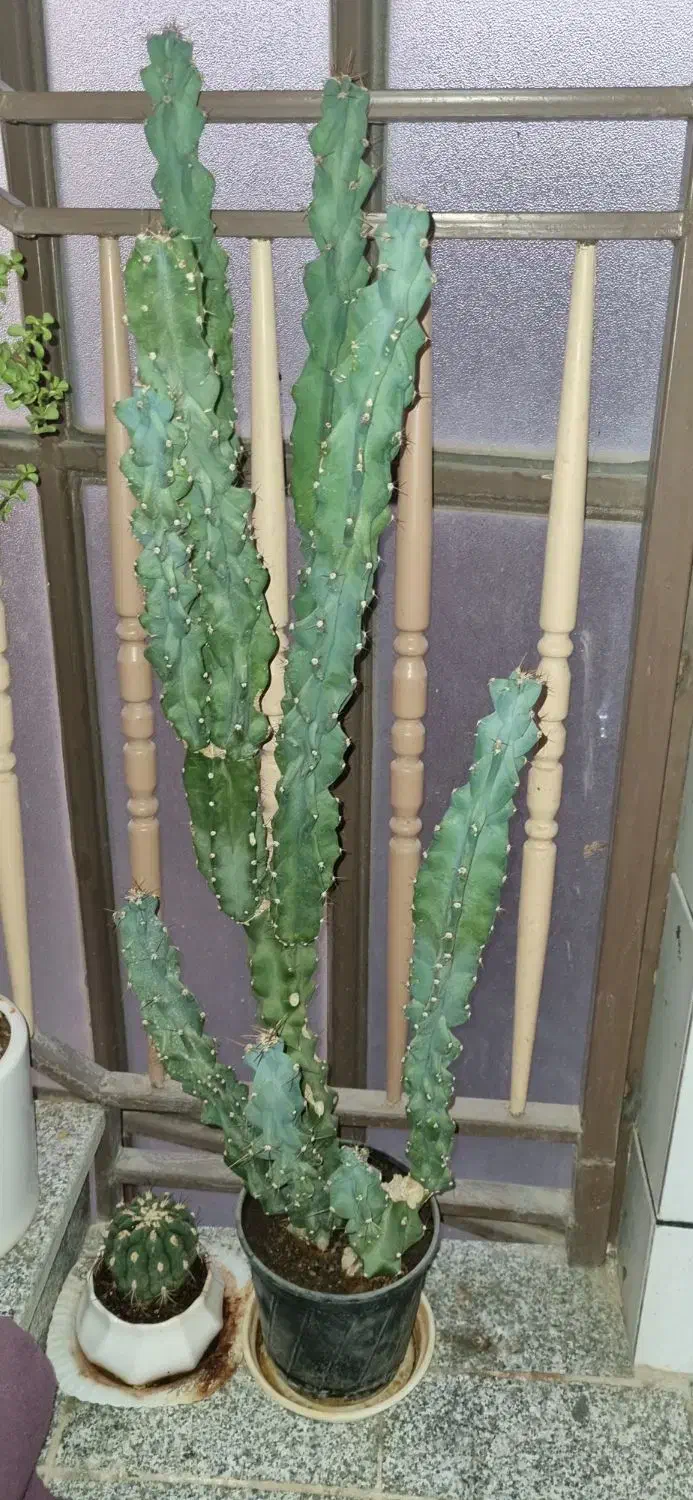 نخل ماداگاسکار|گل و گیاه طبیعی|شاهینشهر, گزبرخوار|دیوار