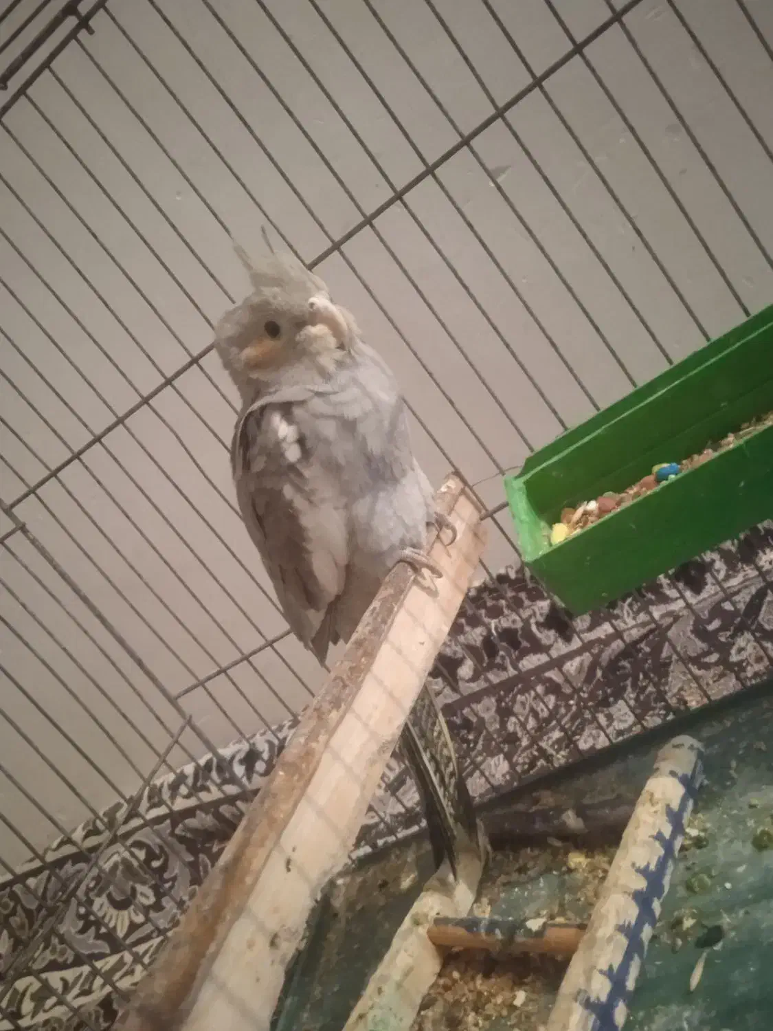 جوجه عروس هلندی 800|پرنده|کرمانشاه, |دیوار