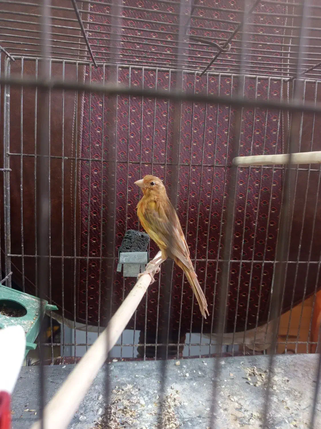 قناری نر|پرنده|کرمان, |دیوار