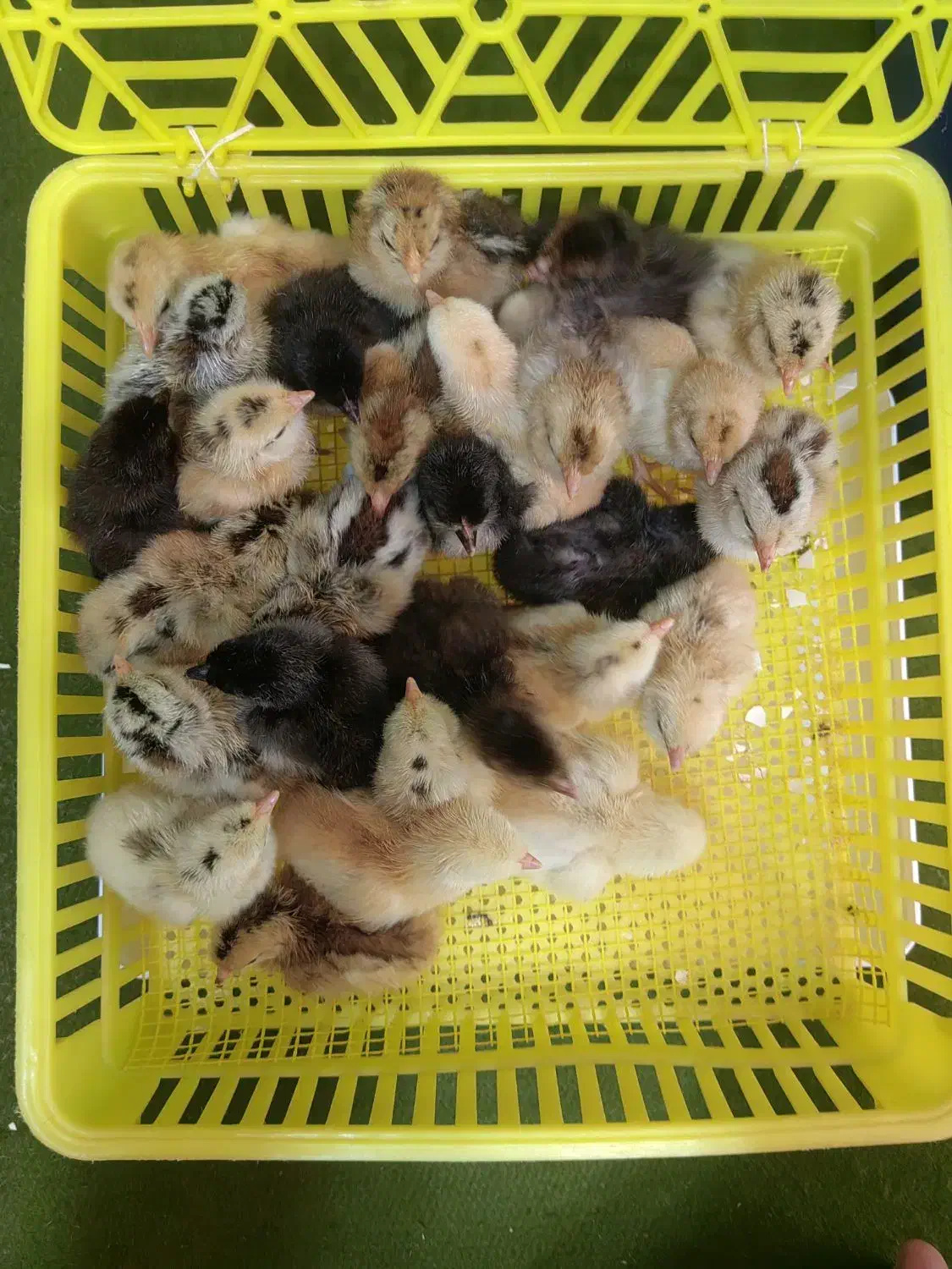 جوجه و تخم نطفه دار گلین|حیوانات مزرعه|شهرضا, |دیوار