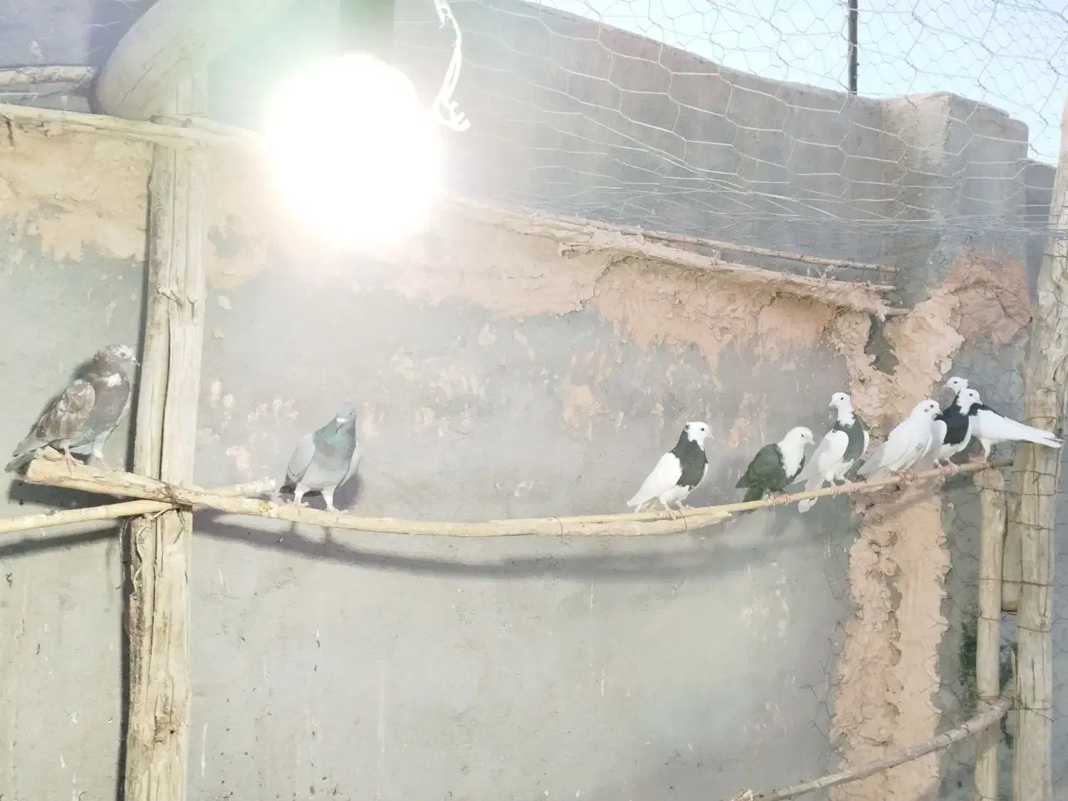 ۸عدد کفتر پرشی|پرنده|جوین, |دیوار