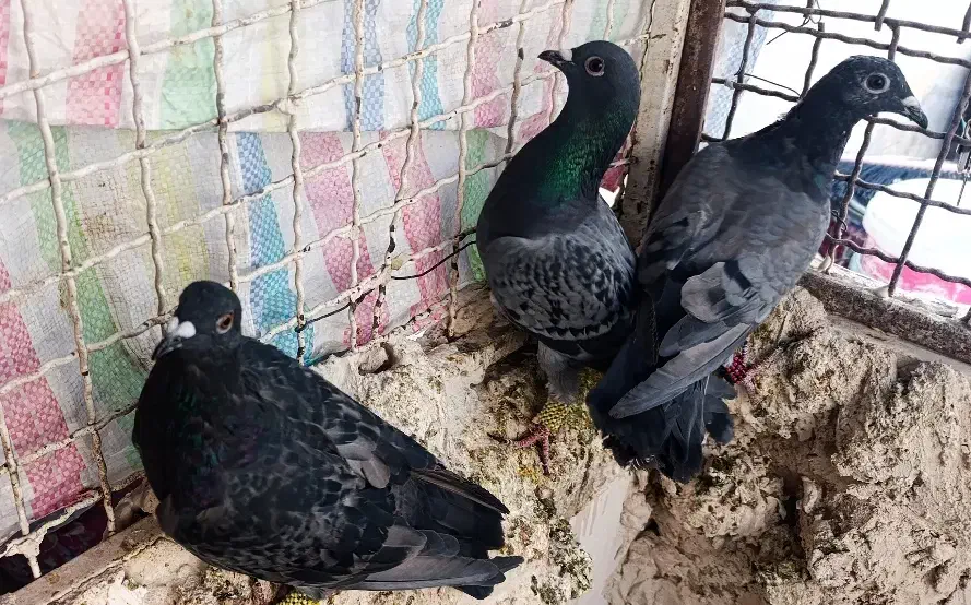 3عدد ماده پولکی ذات سار|پرنده|تربت‌حیدریه, آغوی|دیوار