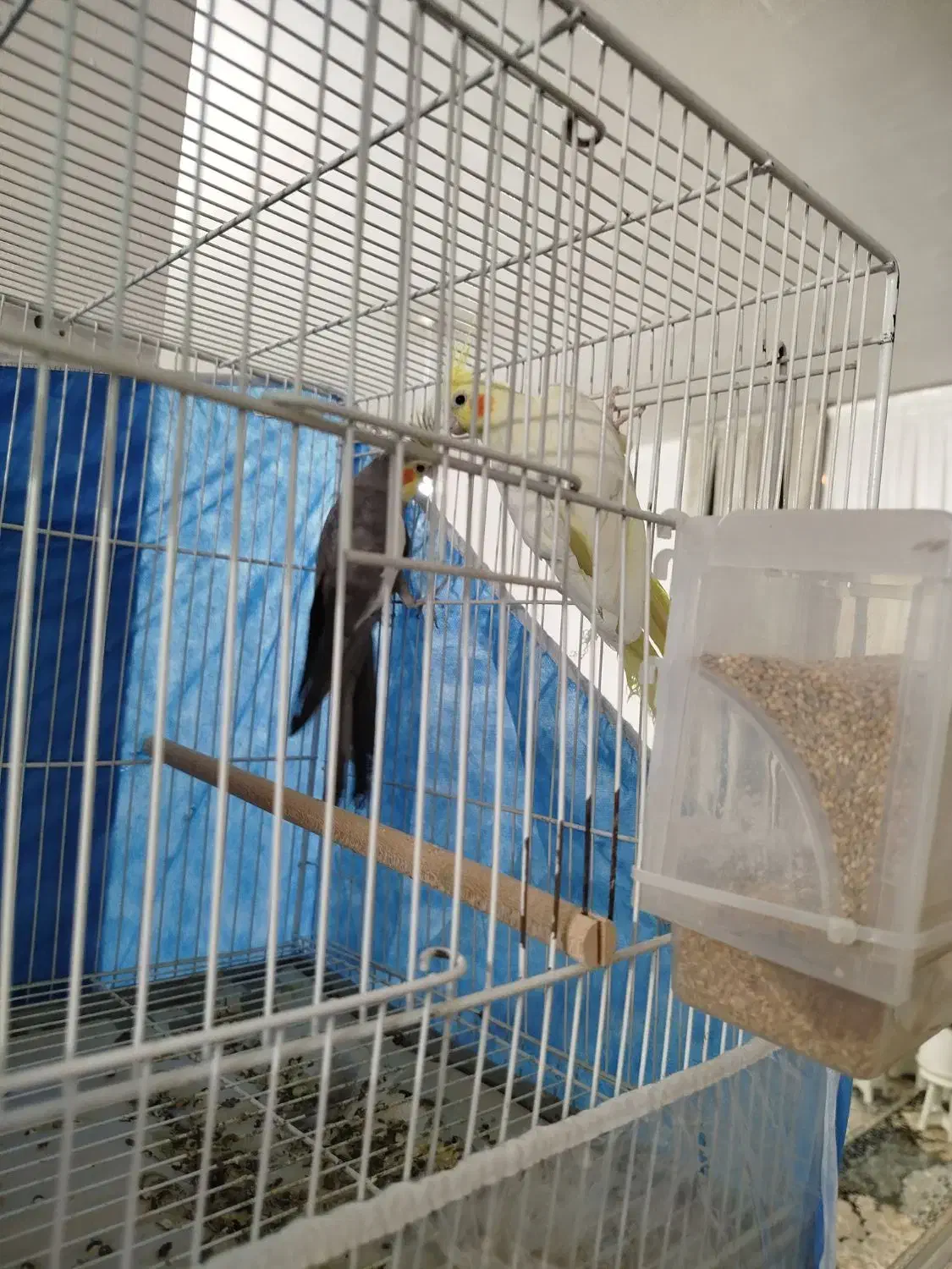 جفت عروسی هلندی مولد|پرنده|مشهد, خواجه ربیع|دیوار