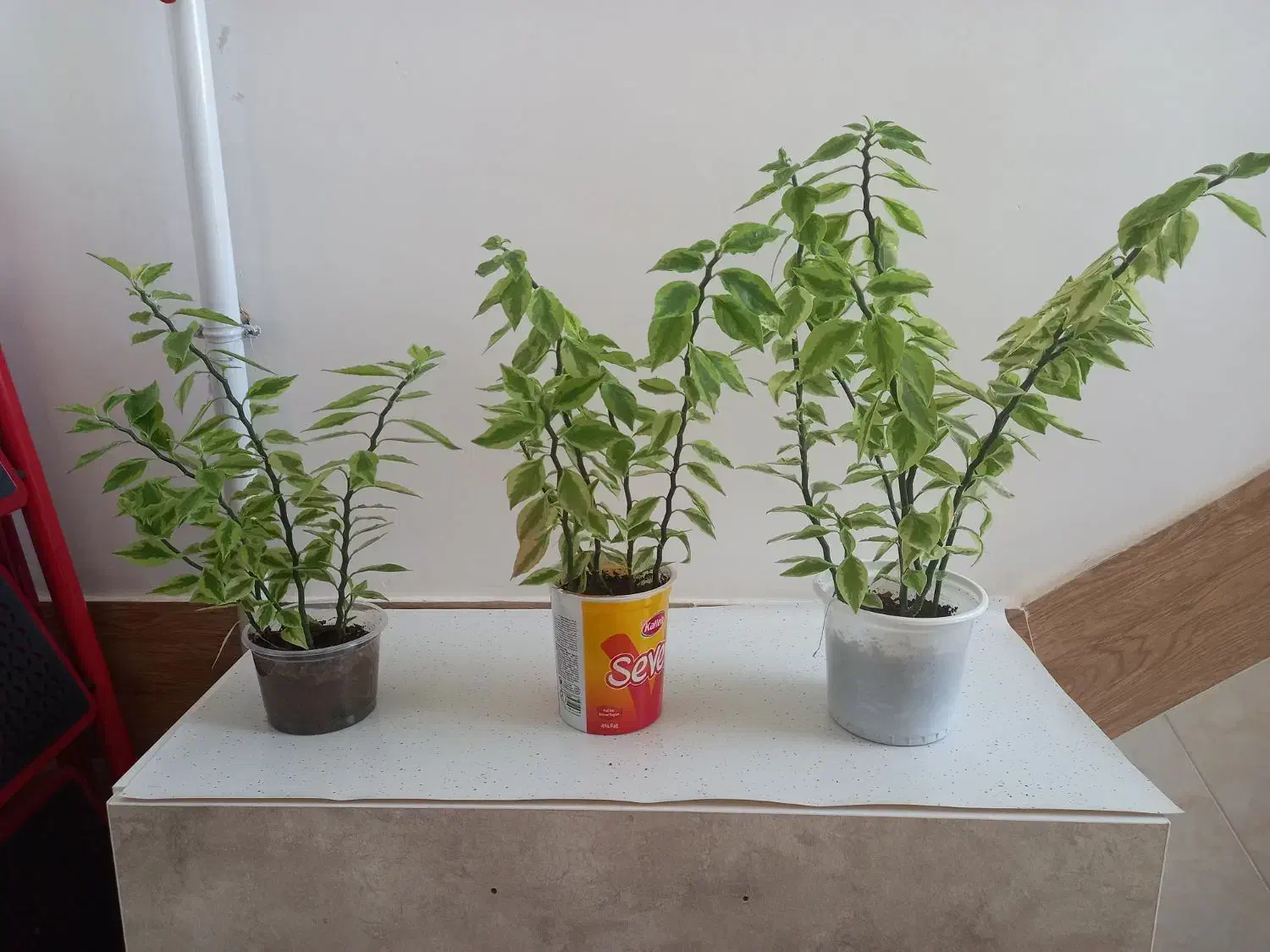 گلهای پدیلانتوس|گل و گیاه طبیعی|کرمانشاه, |دیوار