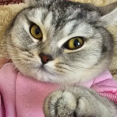 گربه|گربه|تبریز, |دیوار