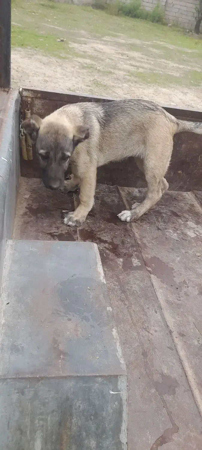 از بهترین نسل سرابی|سگ|پارس‌آباد, |دیوار