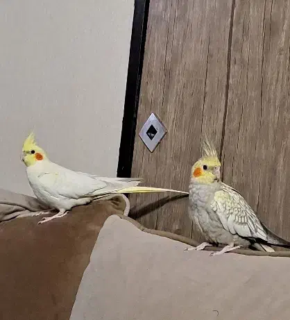 عروس هلندی|پرنده|تهران, فلاح|دیوار