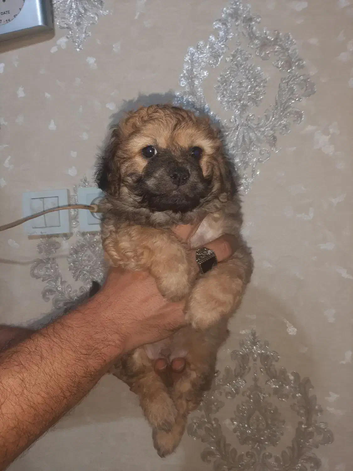 توله سگ نژاد تری یر.جنسیت نر|سگ|بندر انزلی, بشمن|دیوار