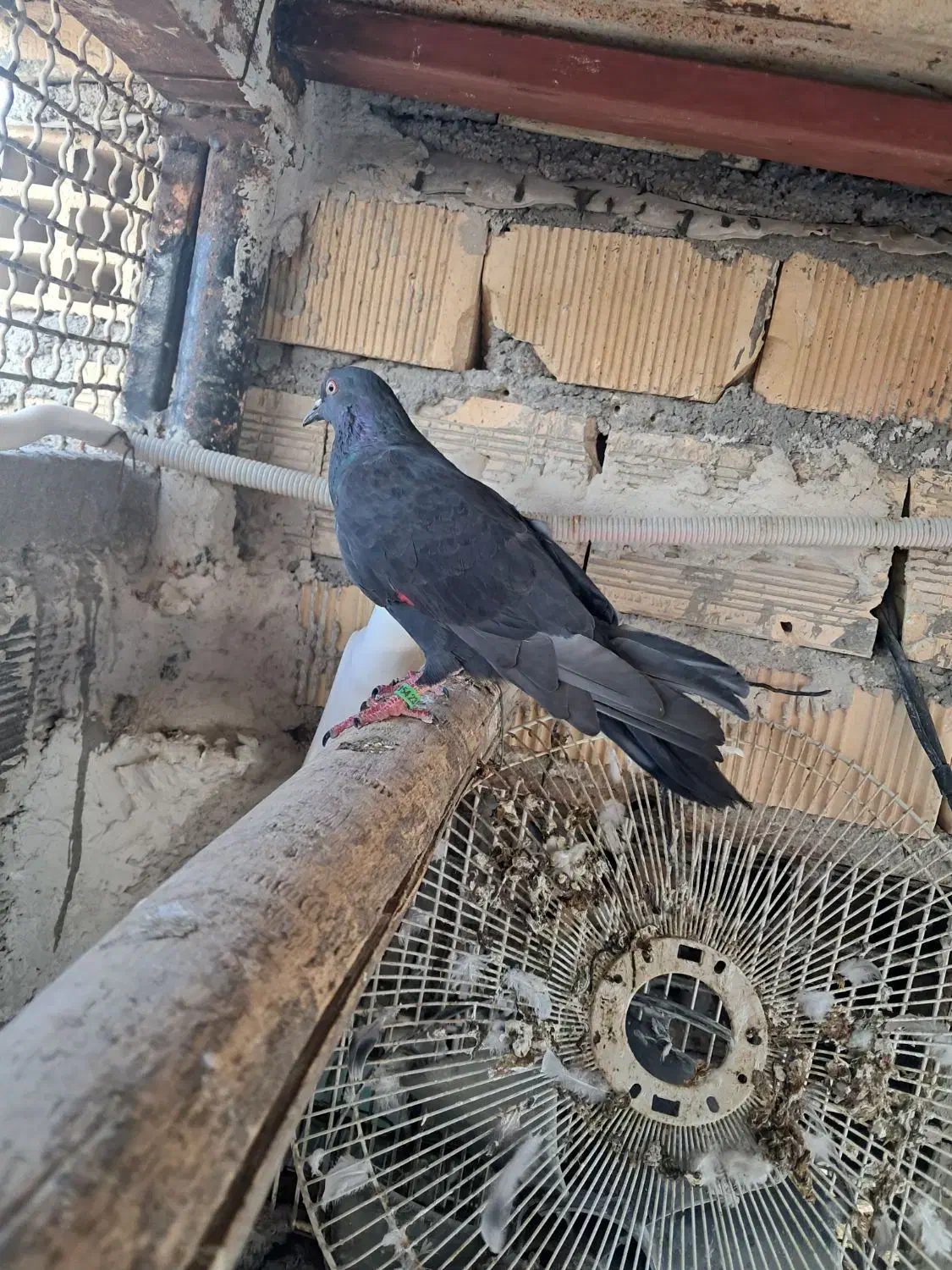 لوت و گرگی سبز|پرنده|بندر ماهشهر, |دیوار