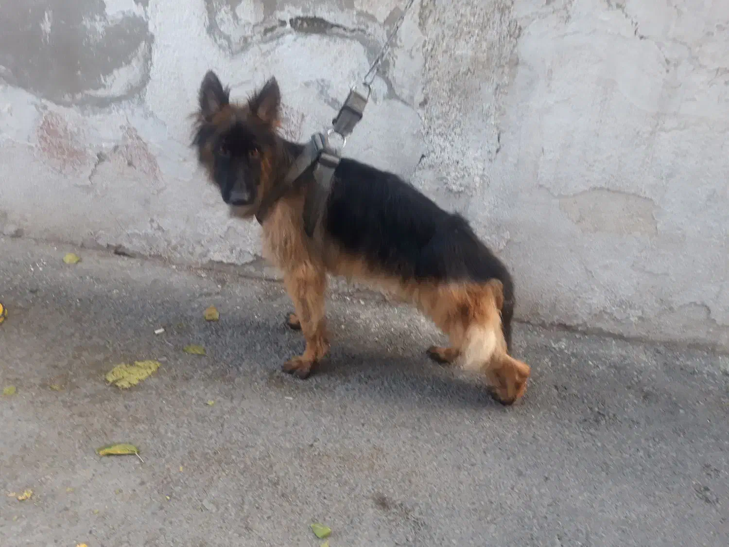 ژرمن شپرد اصیل کلاس A|سگ|رودهن, |دیوار