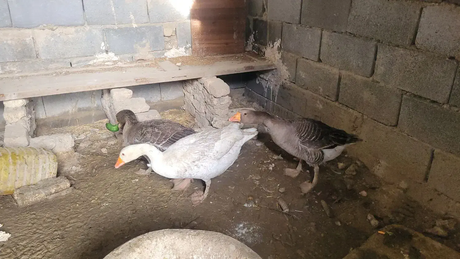 غاز مولد|حیوانات مزرعه|اصفهان, ارداجی|دیوار