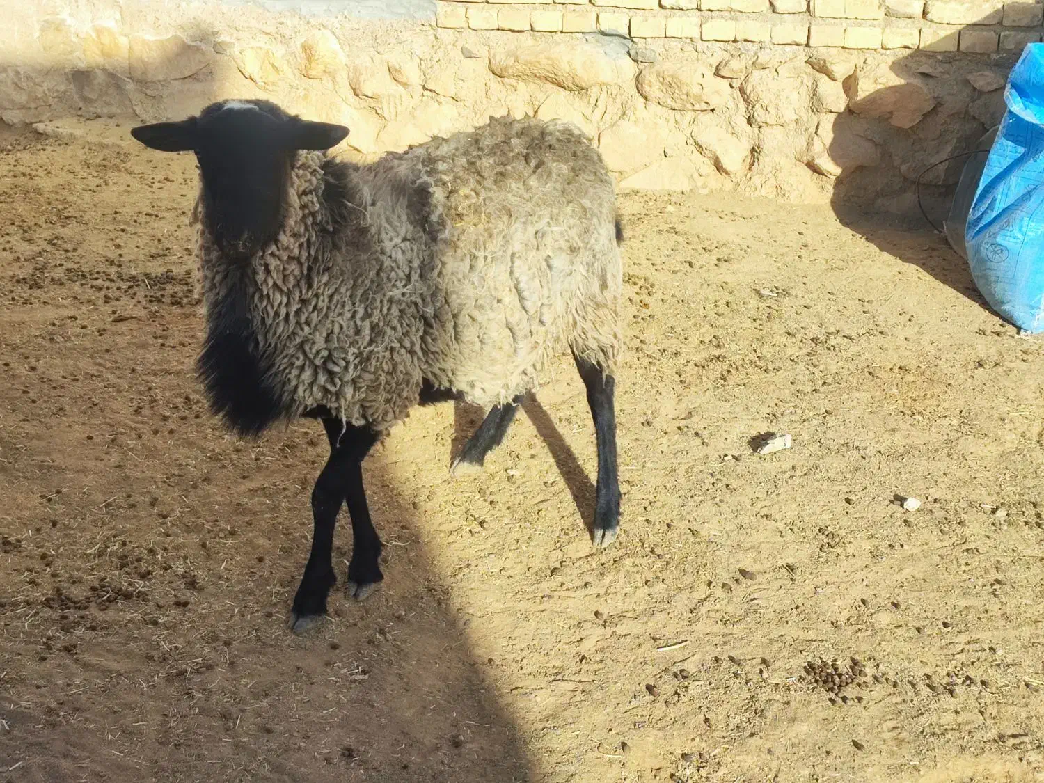 بره نژاد رومانوف اصیل،بذری قوچ میش بره بز کهره|حیوانات مزرعه|بختگان, |دیوار