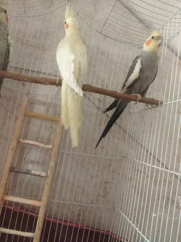 عروس هلندی|پرنده|کاشان, فین بزرگ|دیوار