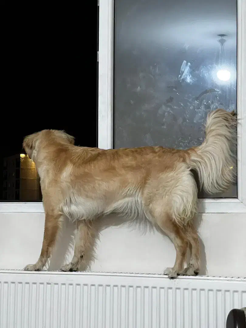 واگذاری گلدن رتریور|سگ|پردیس, فاز ۱۱|دیوار