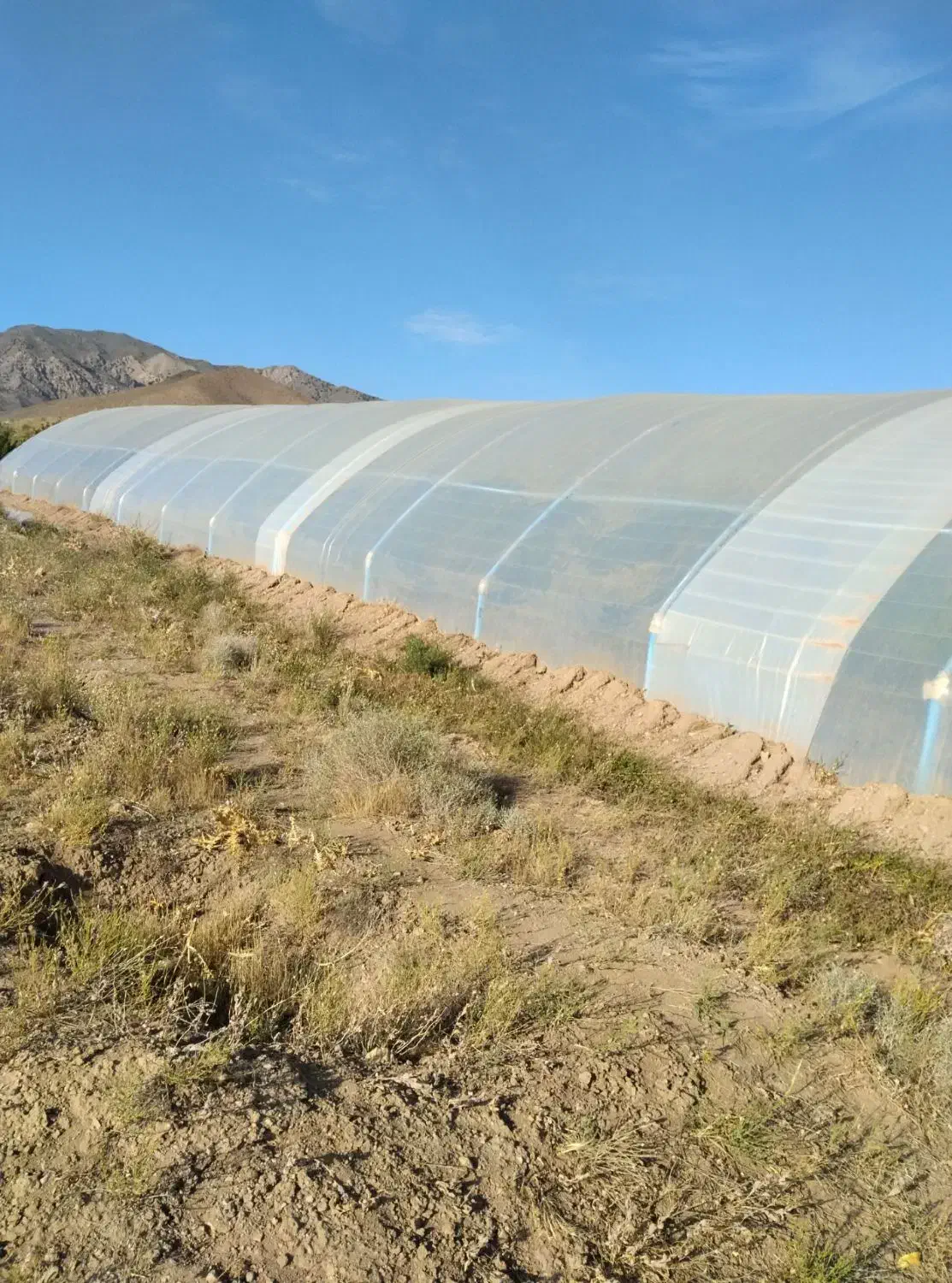 فروش گلخانه  400 متری|عمدهفروشی|سلیمان, |دیوار