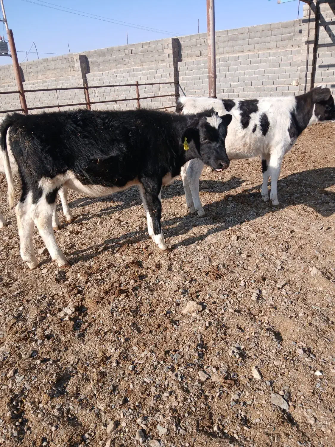 گوساله|حیوانات مزرعه|تربت جام, میان جام|دیوار