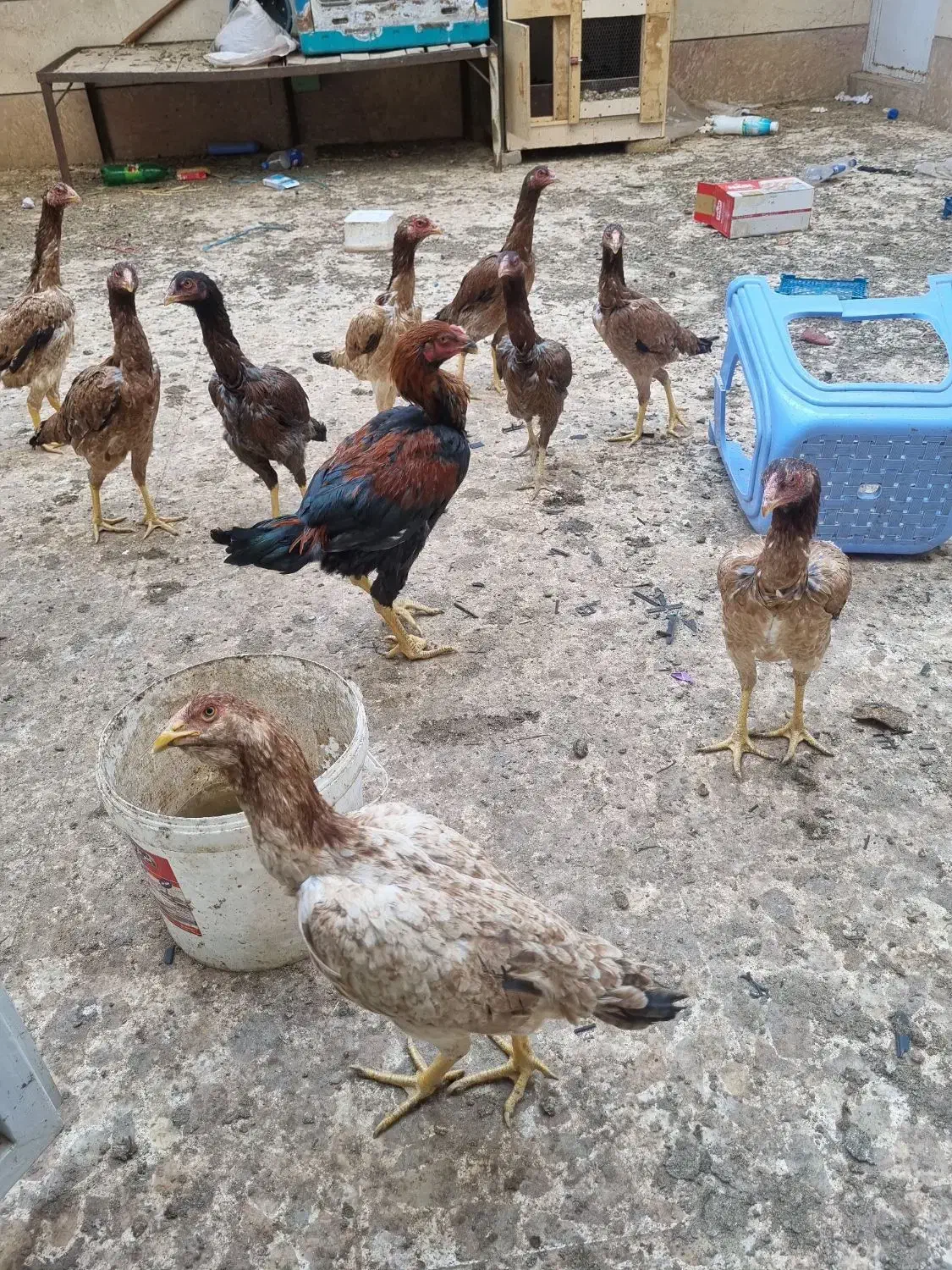 مرغ وخروس لاری|حیوانات مزرعه|اقبالیه, |دیوار