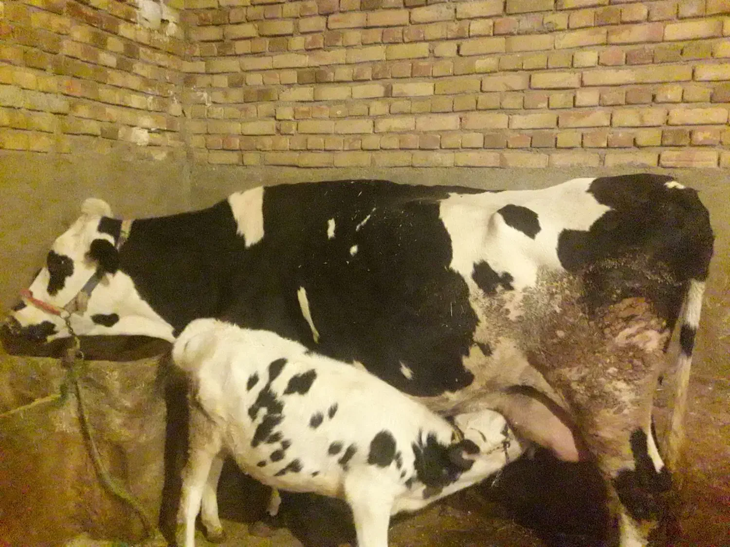 گاو و گوساله ماده سیمینتال|حیوانات مزرعه|هرسین, |دیوار