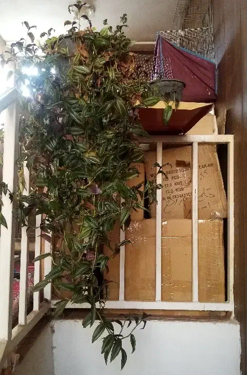 گل گلدون من|گل و گیاه طبیعی|شیراز, نصر|دیوار