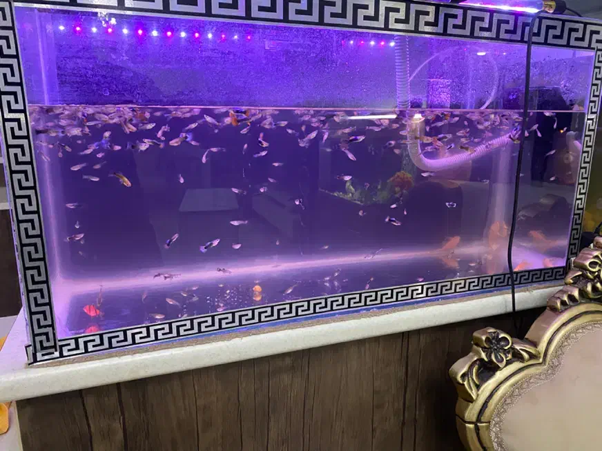 آکواریوم با کل لوازم و ماهی|ماهی|هشتگرد, فاز ۳ مهستان|دیوار