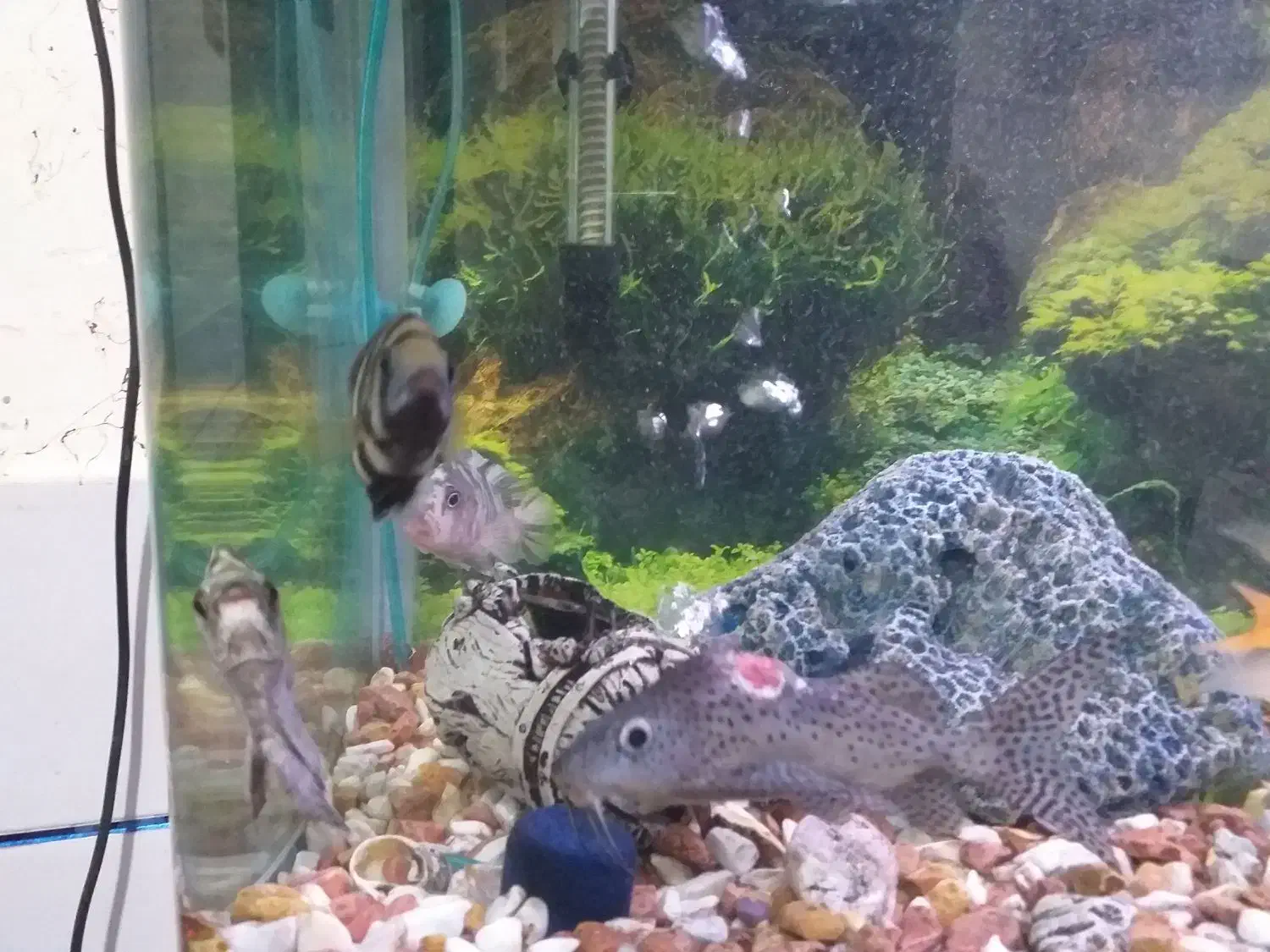 ماهی آکواریوم|ماهی|خرمشهر, |دیوار