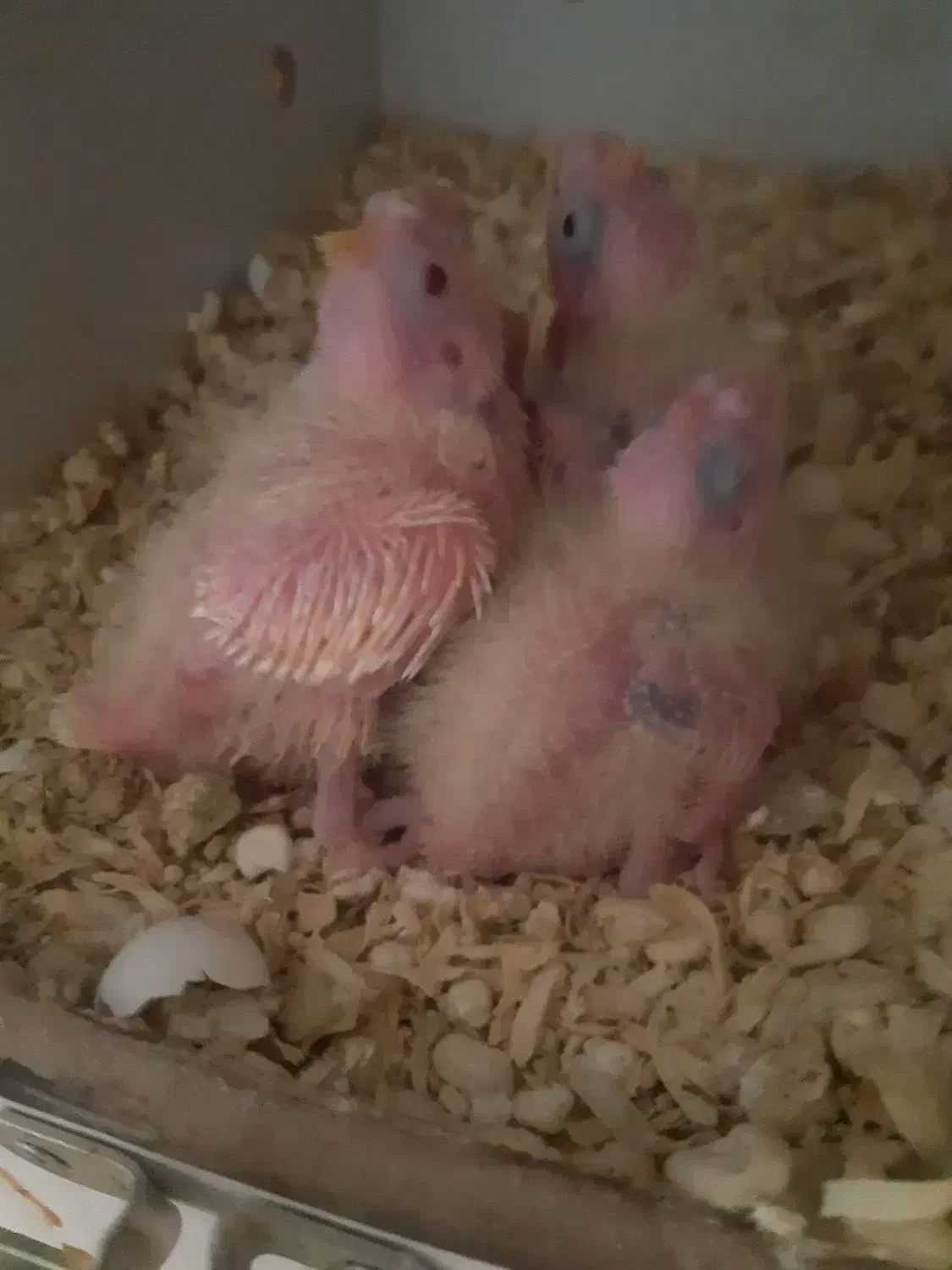 جوجه عروس هلندی|پرنده|نسیمشهر, |دیوار