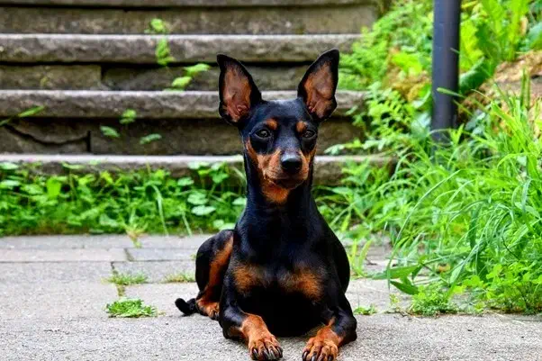 سگ دوبرمن مینیاتوری وارداتی آلمانی معاوضه|سگ|شیراز, منطقه هوایی شهید دوران|دیوار