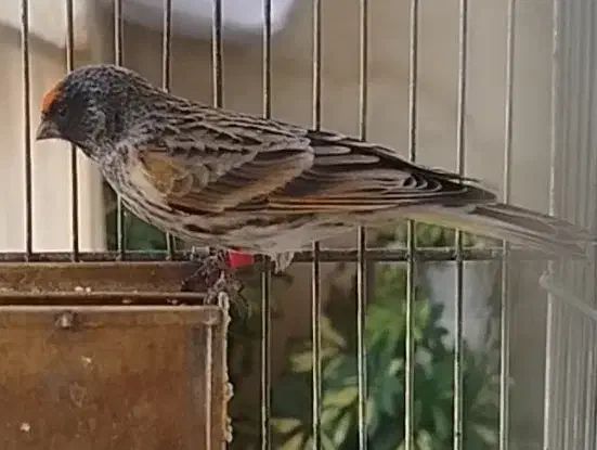 گلبسر|پرنده|کهریزک, |دیوار