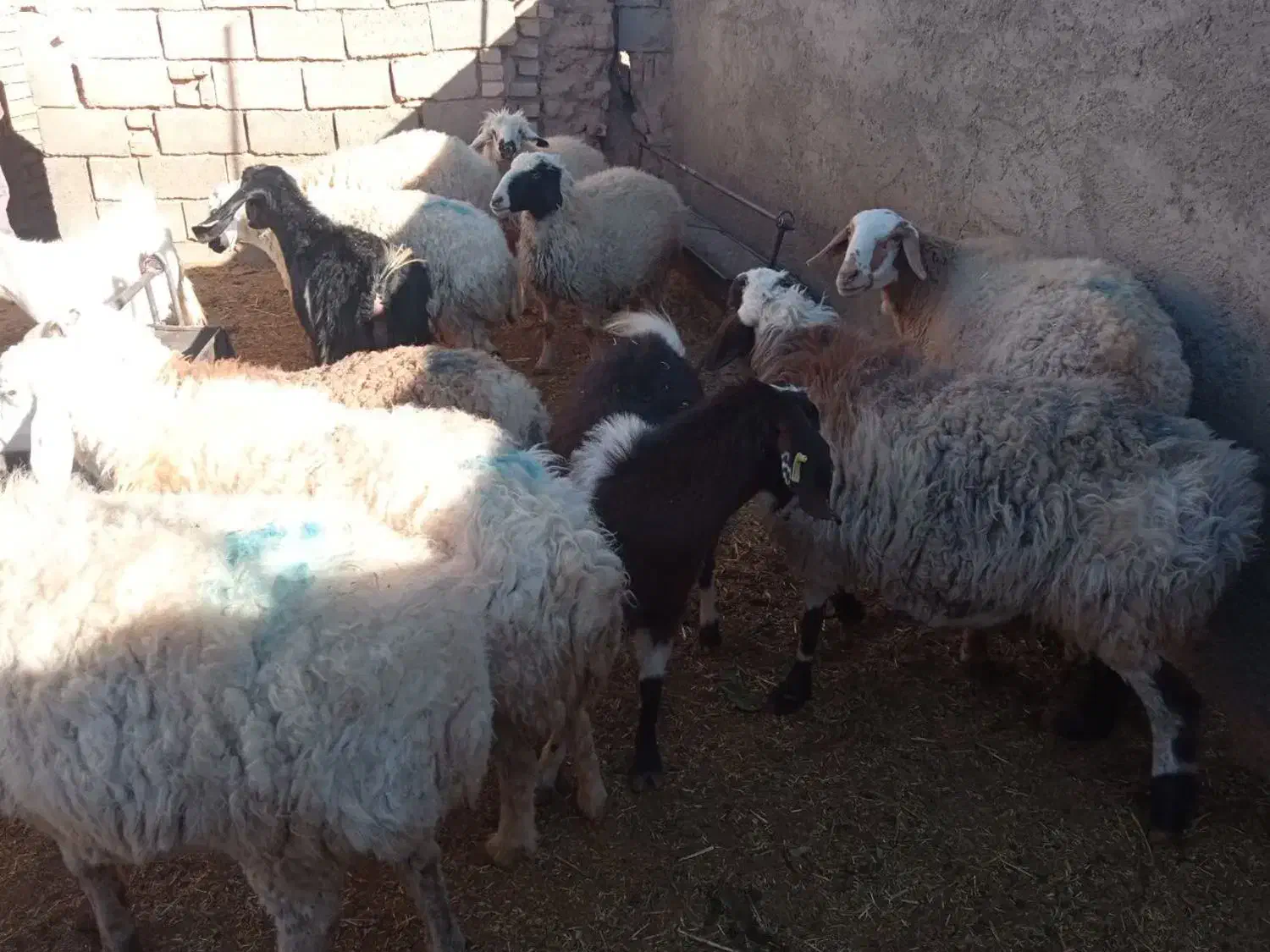 میش آبستن|حیوانات مزرعه|سده (خراسان جنوبی), |دیوار