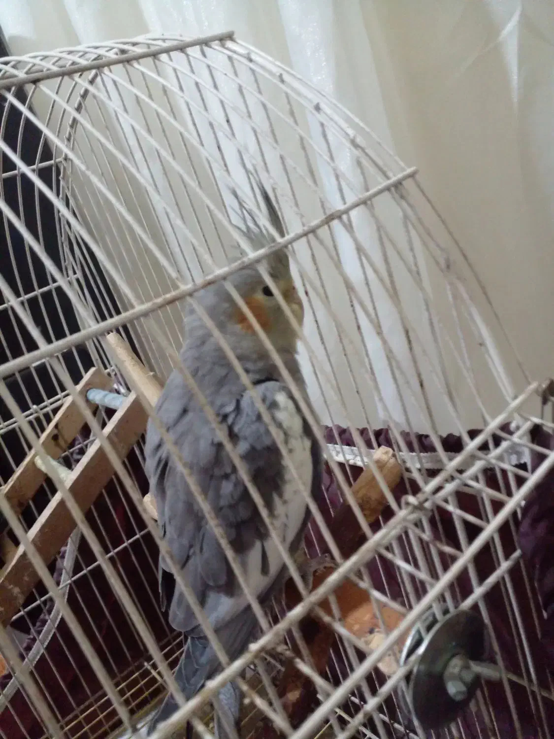 عروس هلندی ماده و نر|پرنده|اقبالیه, |دیوار