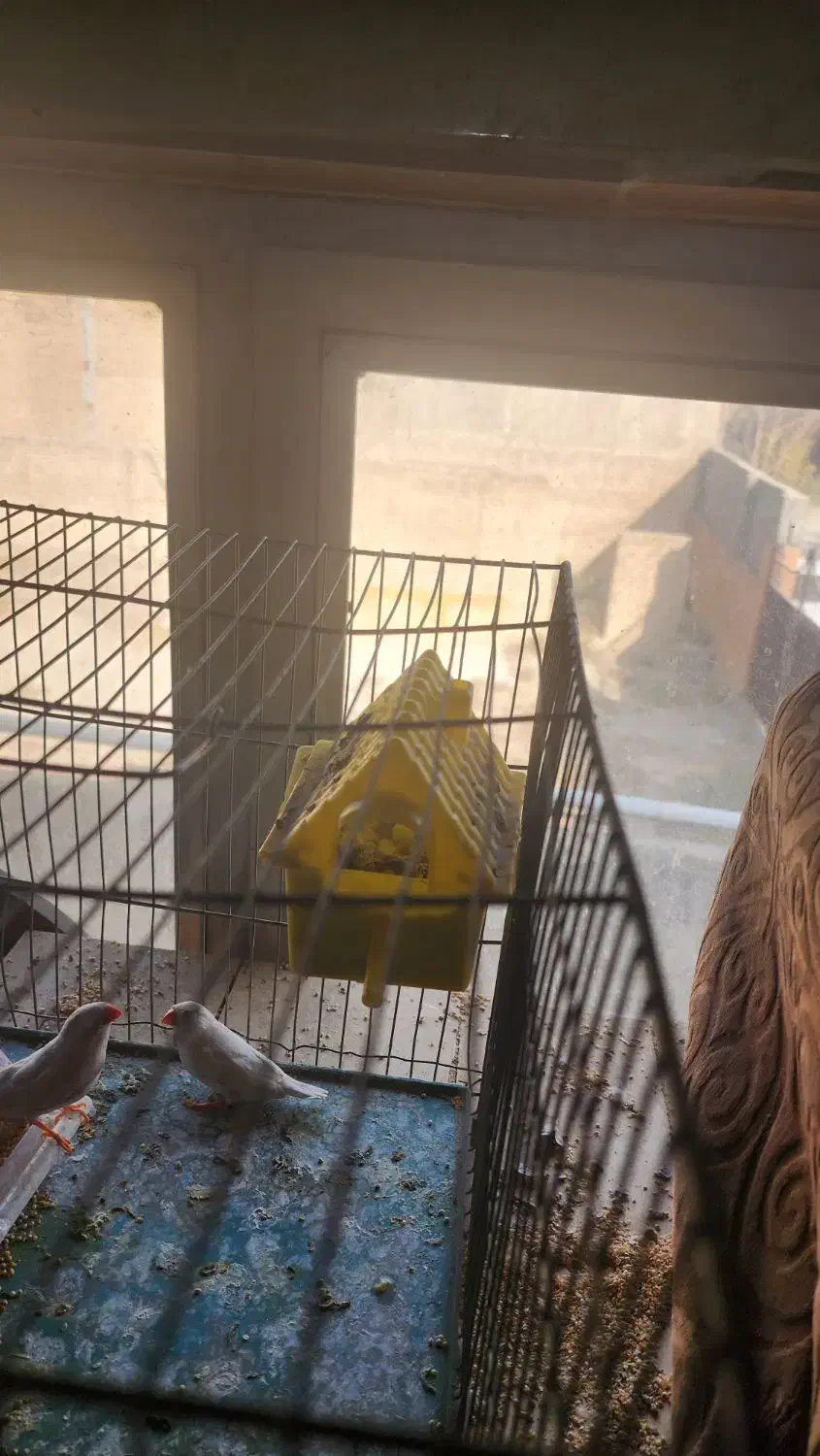 یک جفت فنج مولد با جوجه|پرنده|رباطکریم, وهن آباد|دیوار