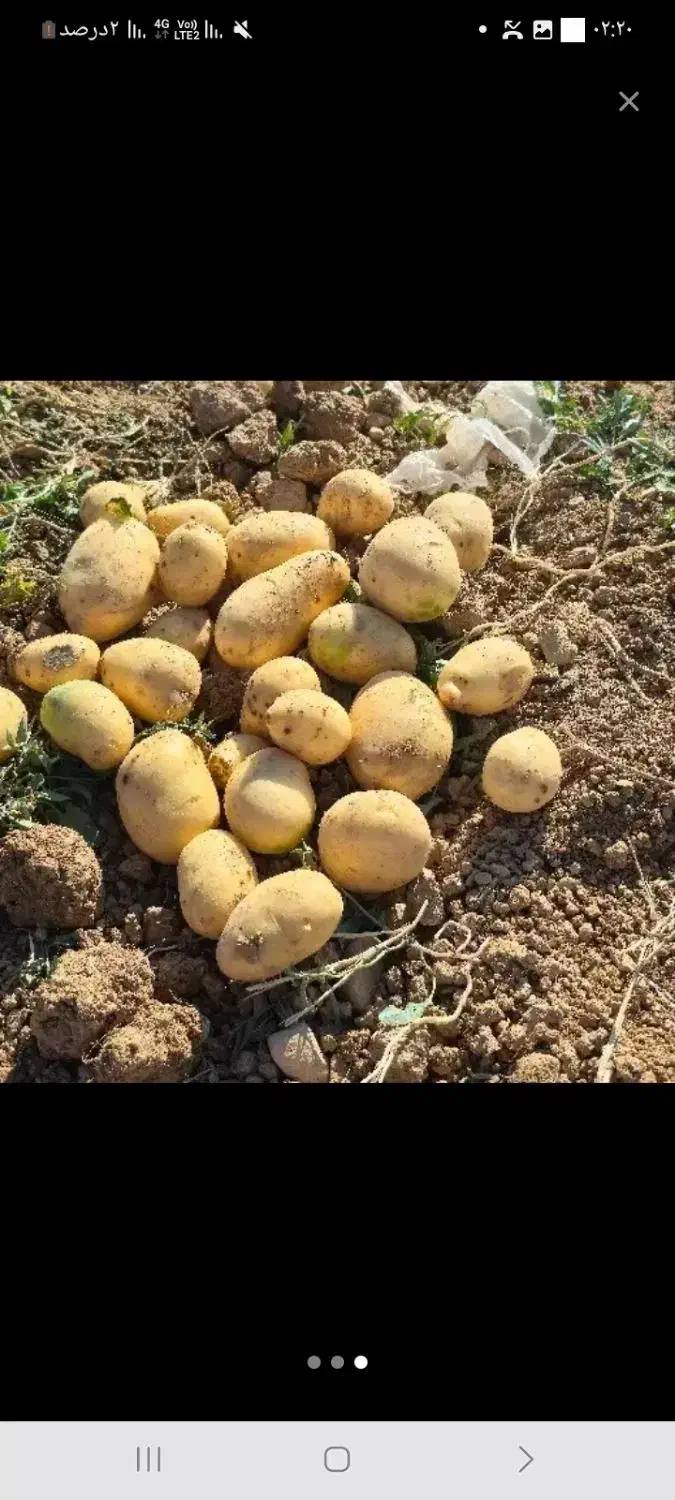 سیبخاکیدرجه.یک۴۰تون|عمدهفروشی|شهرکرد, |دیوار