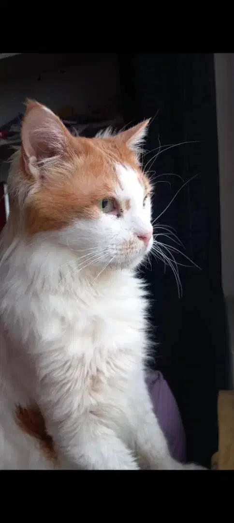 گربه ترکیش|گربه|بندرعباس, |دیوار