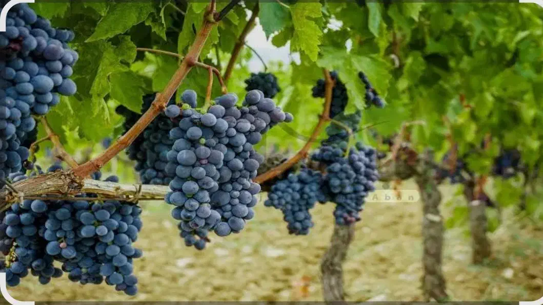 باغ انگور|فروش دفتر صنعتی، کشاورزی، تجاری|صالح آباد, |دیوار