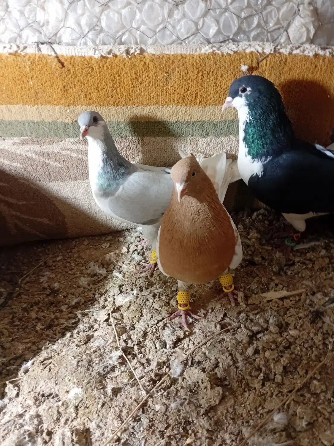 کبوتر پرنده جوون ب شرط|پرنده|اسفرورین, |دیوار