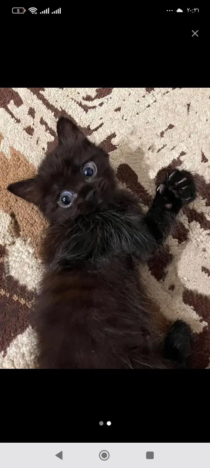 توله گربه کمتر ۳ ماه|گربه|دزفول, |دیوار