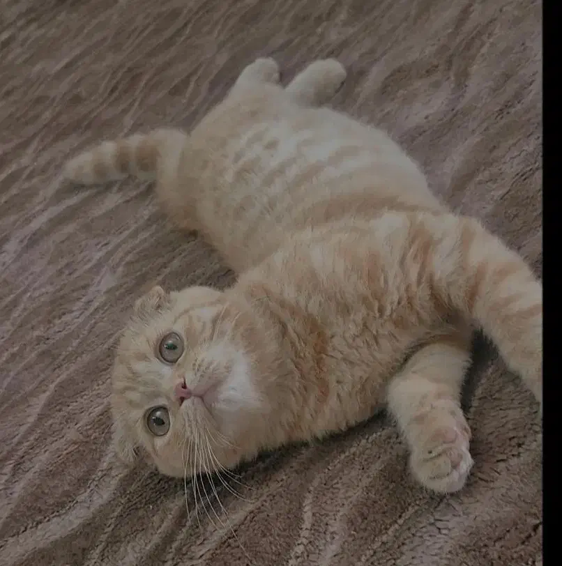 اسکاتیش نر دبل فولد گلد گارفیلدی|گربه|تهران, شهرک استقلال|دیوار