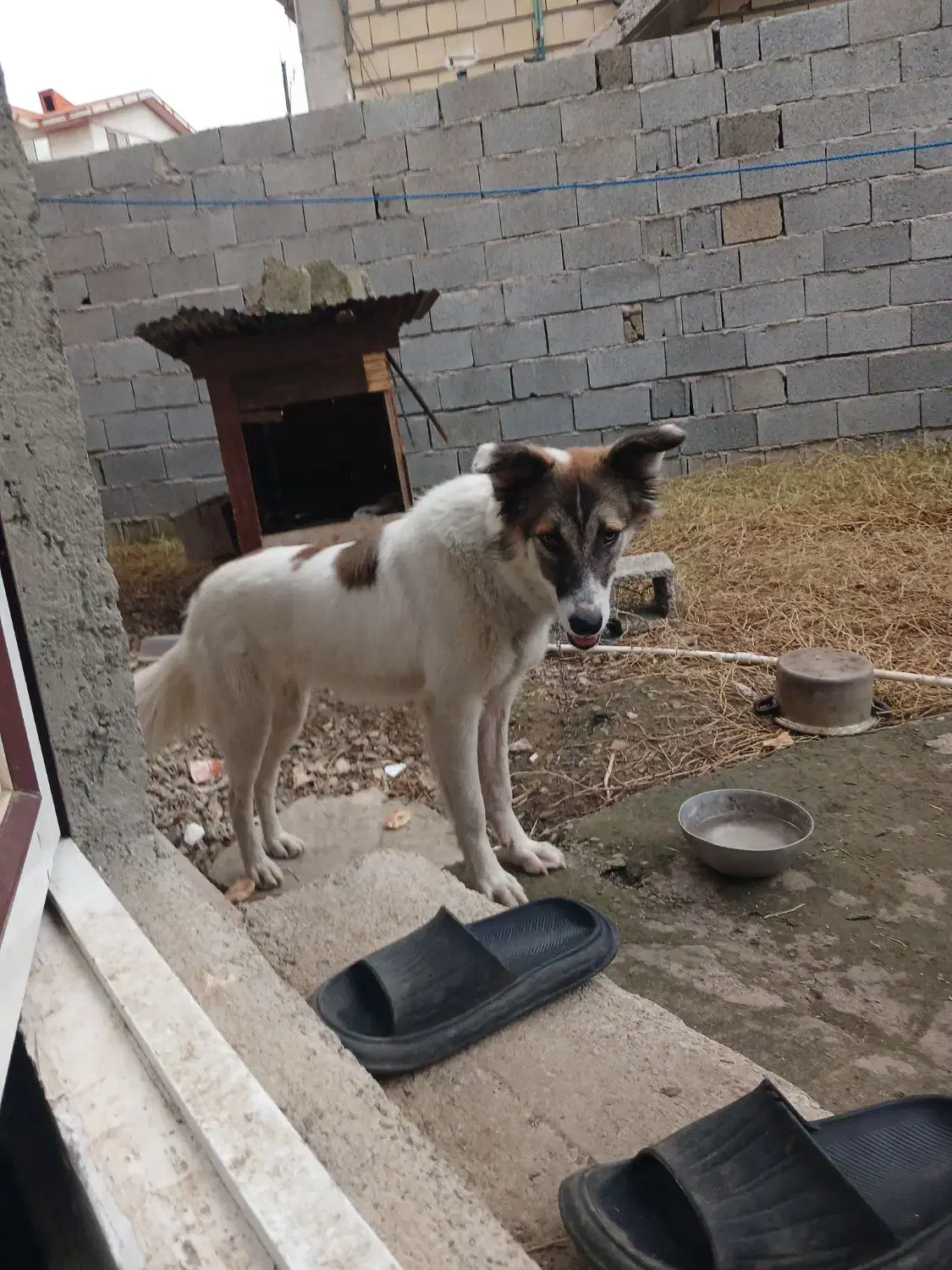 واگذاری سگ ژرمن میکس محلی رایگان|سگ|ماسال, |دیوار