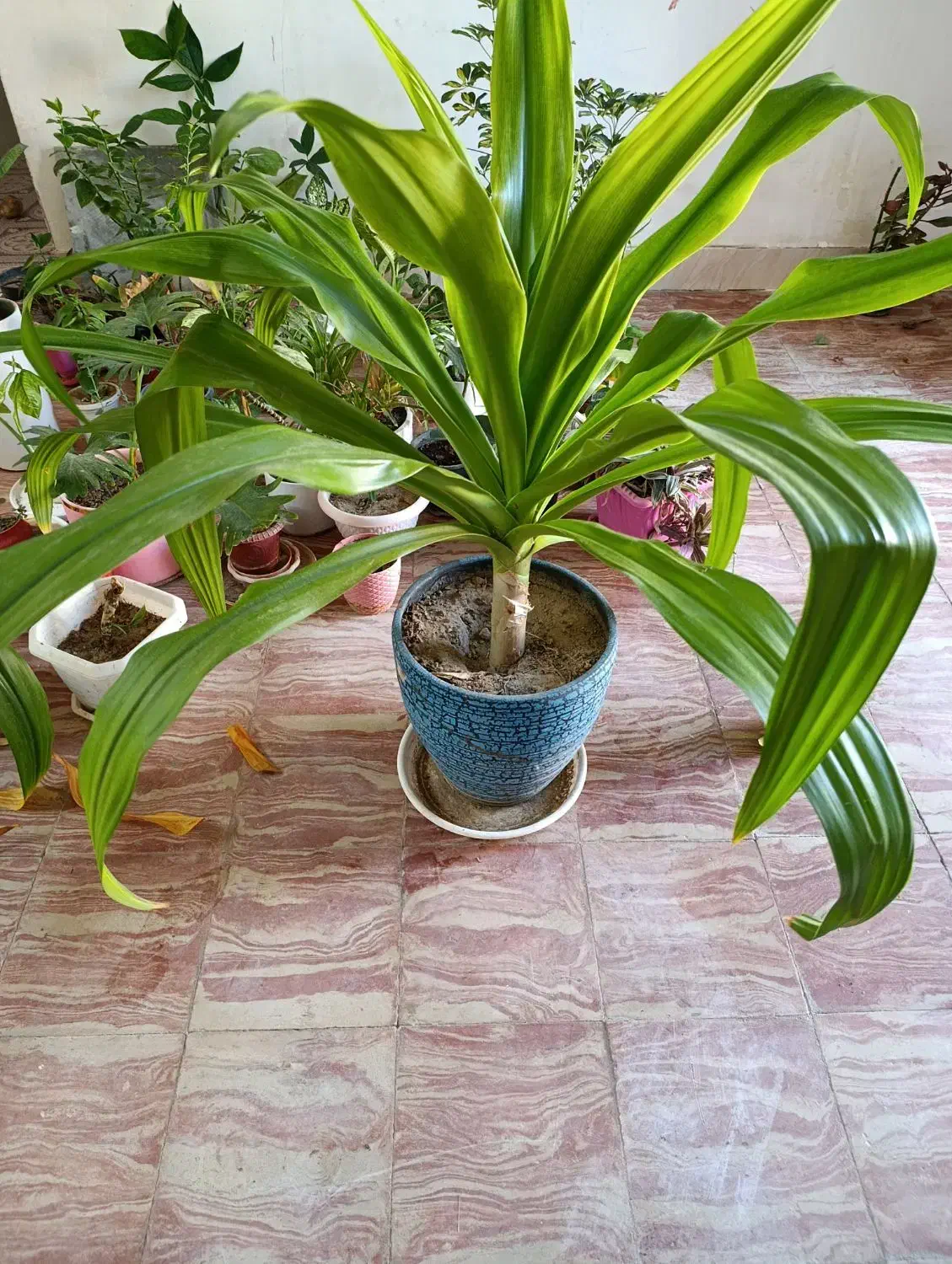 گل ذرتی|گل و گیاه طبیعی|داراب, |دیوار