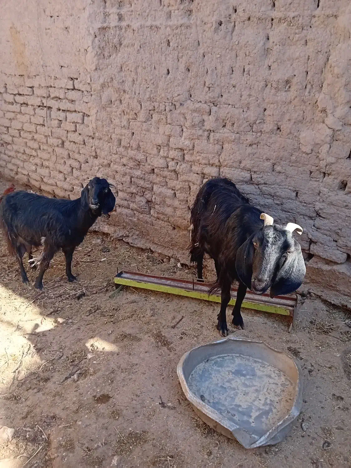 دوعدد بز چاق فروشی|حیوانات مزرعه|بسطام, |دیوار