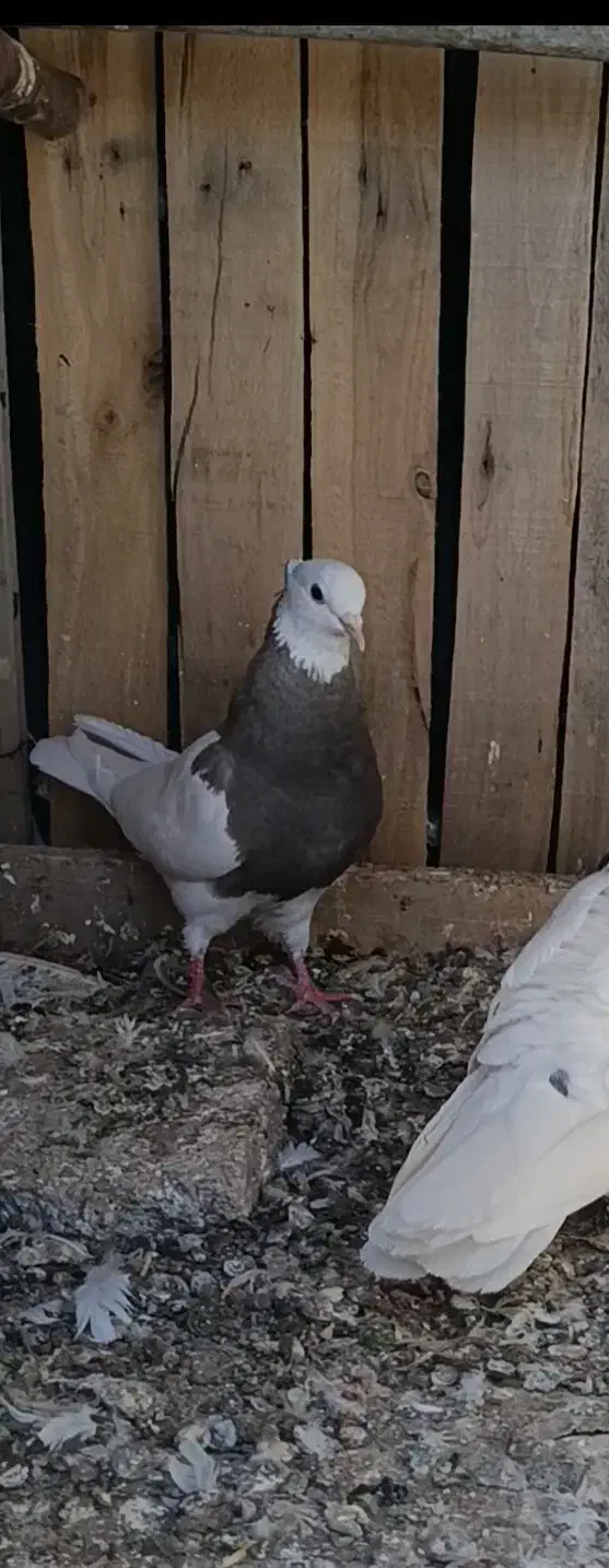 گمشده|حیوانات|ایلام, |دیوار