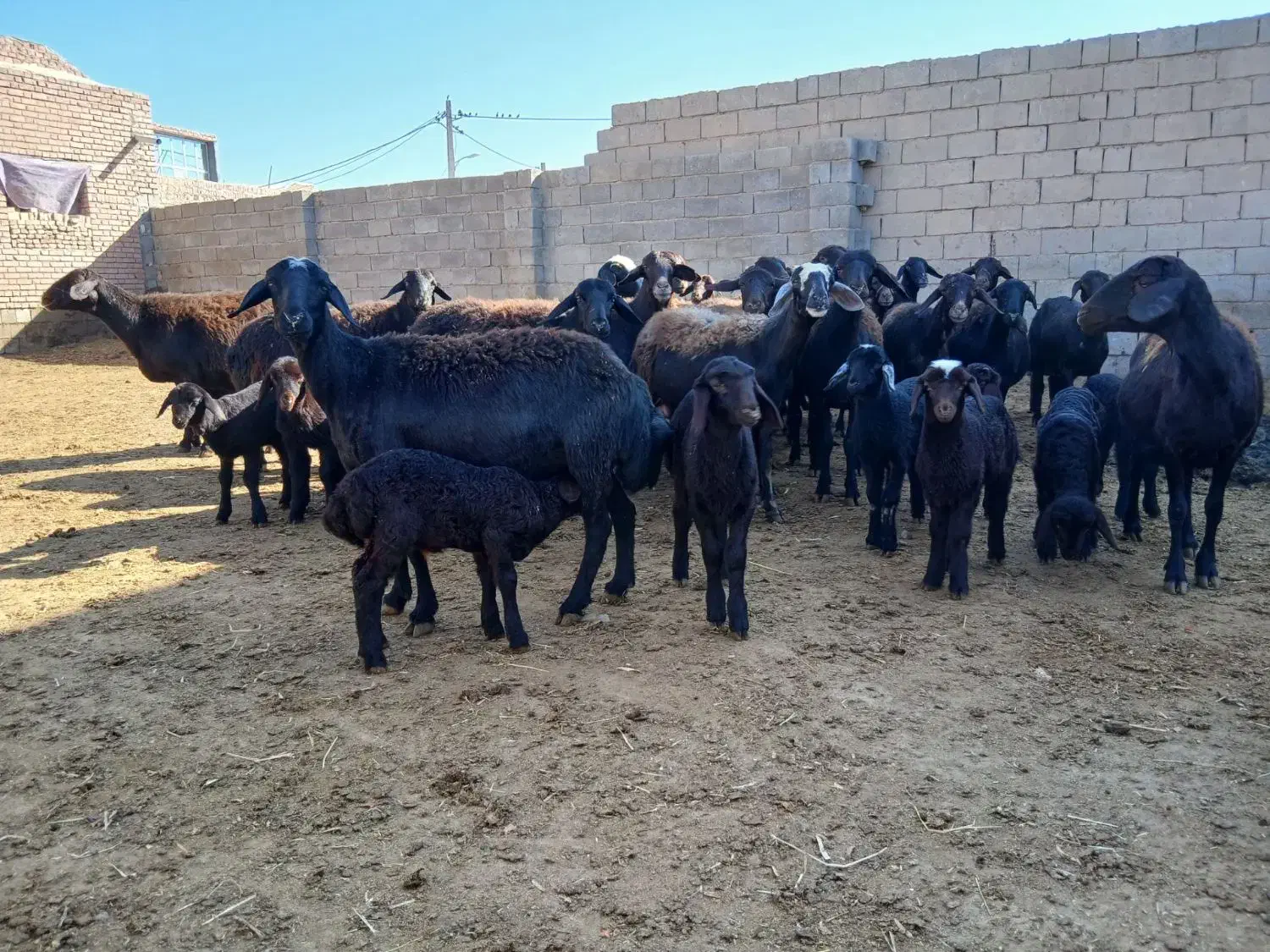فروش گوسفند|حیوانات مزرعه|میاندوآب, |دیوار