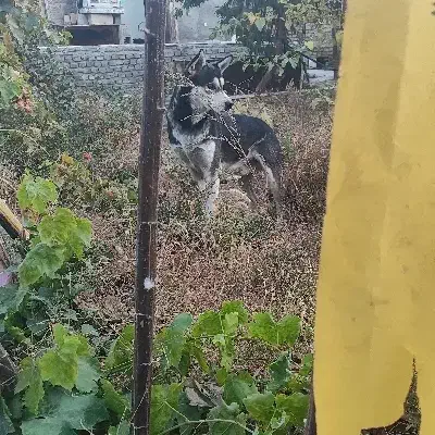 سگ هاسکی|سگ|مشهد, کوشش|دیوار