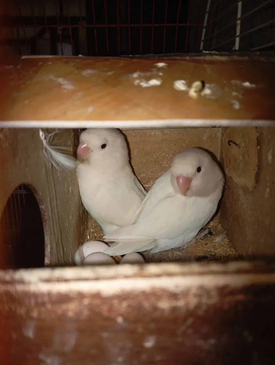 طوطی برزیلی|پرنده|تهران, هفده شهریور|دیوار